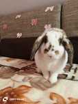 Królik baranek/mini lop