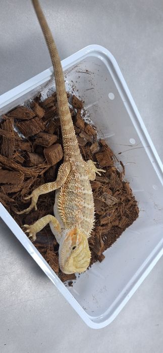 Agama brodata samiczka