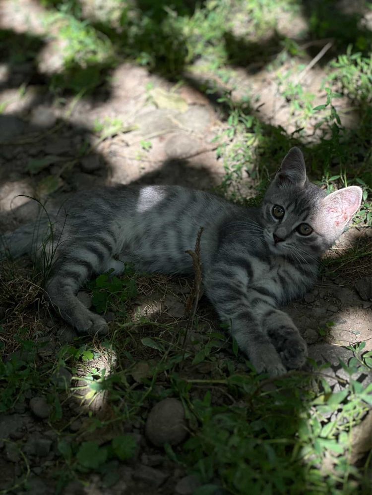 Віддам котики в добрі руки