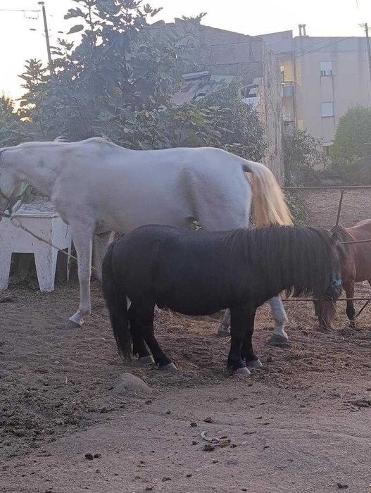 Vendo ponei livro azul