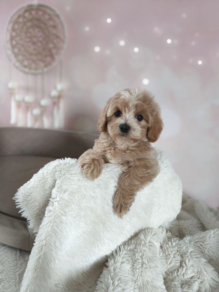 Cudowna suczka rasy maltipoo