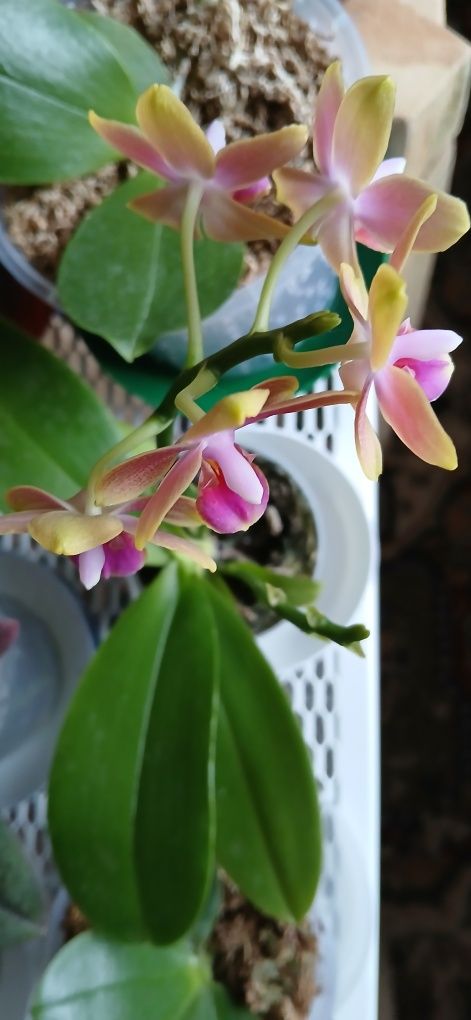 Phalaenopsis Aromio Spring (Morning Breeze).