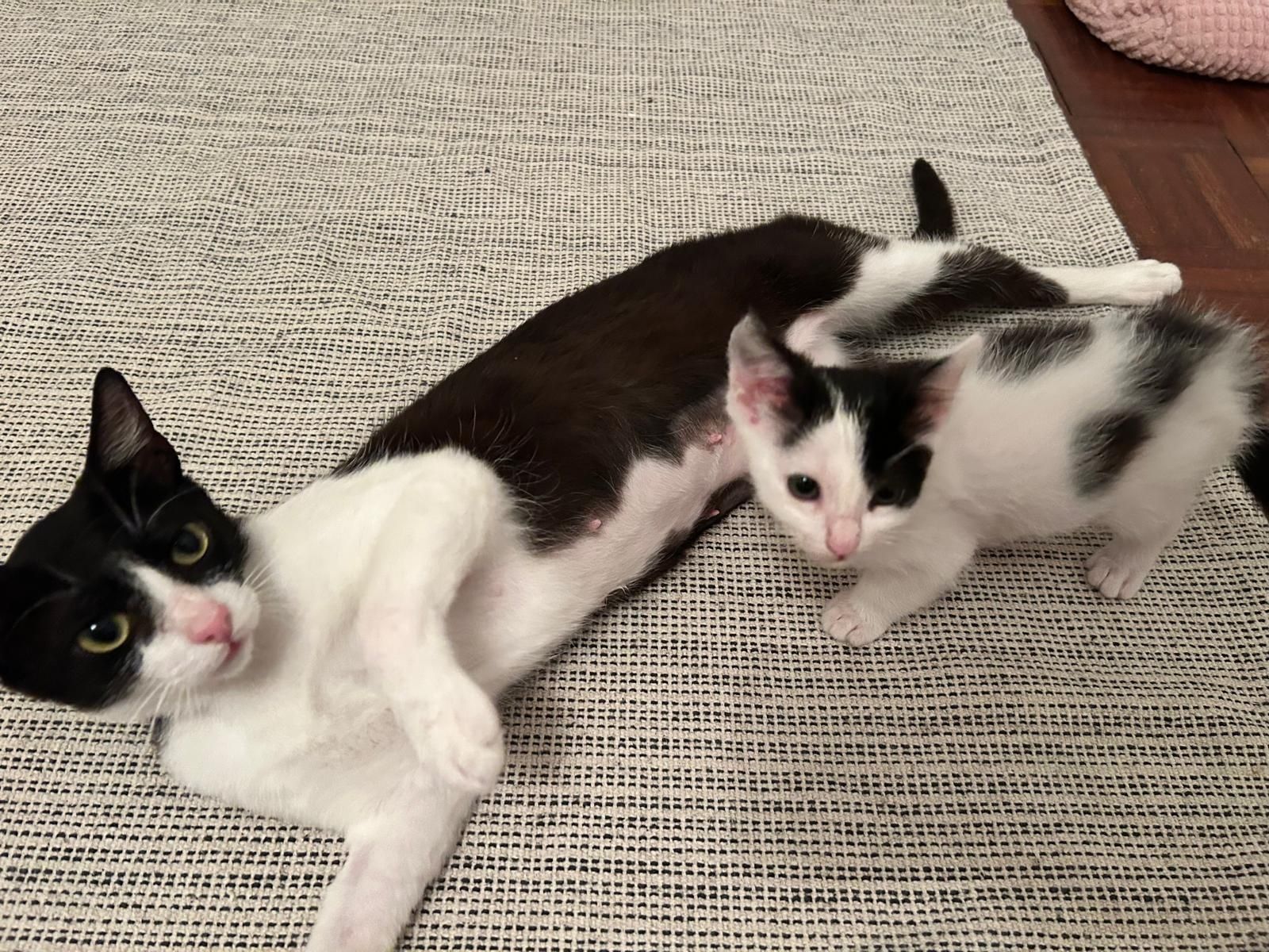 Amores de 4 patas para famílias de luxo