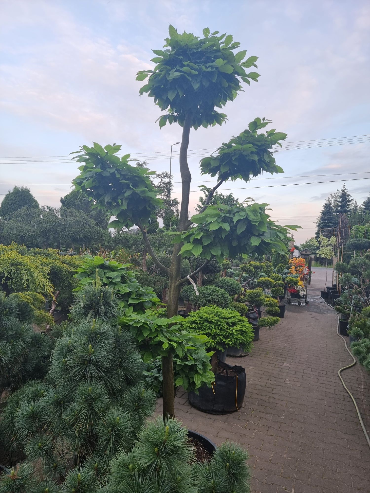 Krzewy ozdobne iglaste I liściaste Niwaki BONSAI