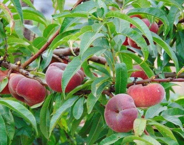 Pessegueiros Paraguaios, Maracotão, Nectarina e Alperce