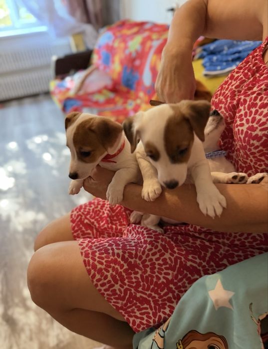 Девочки джек рассел ждут маму