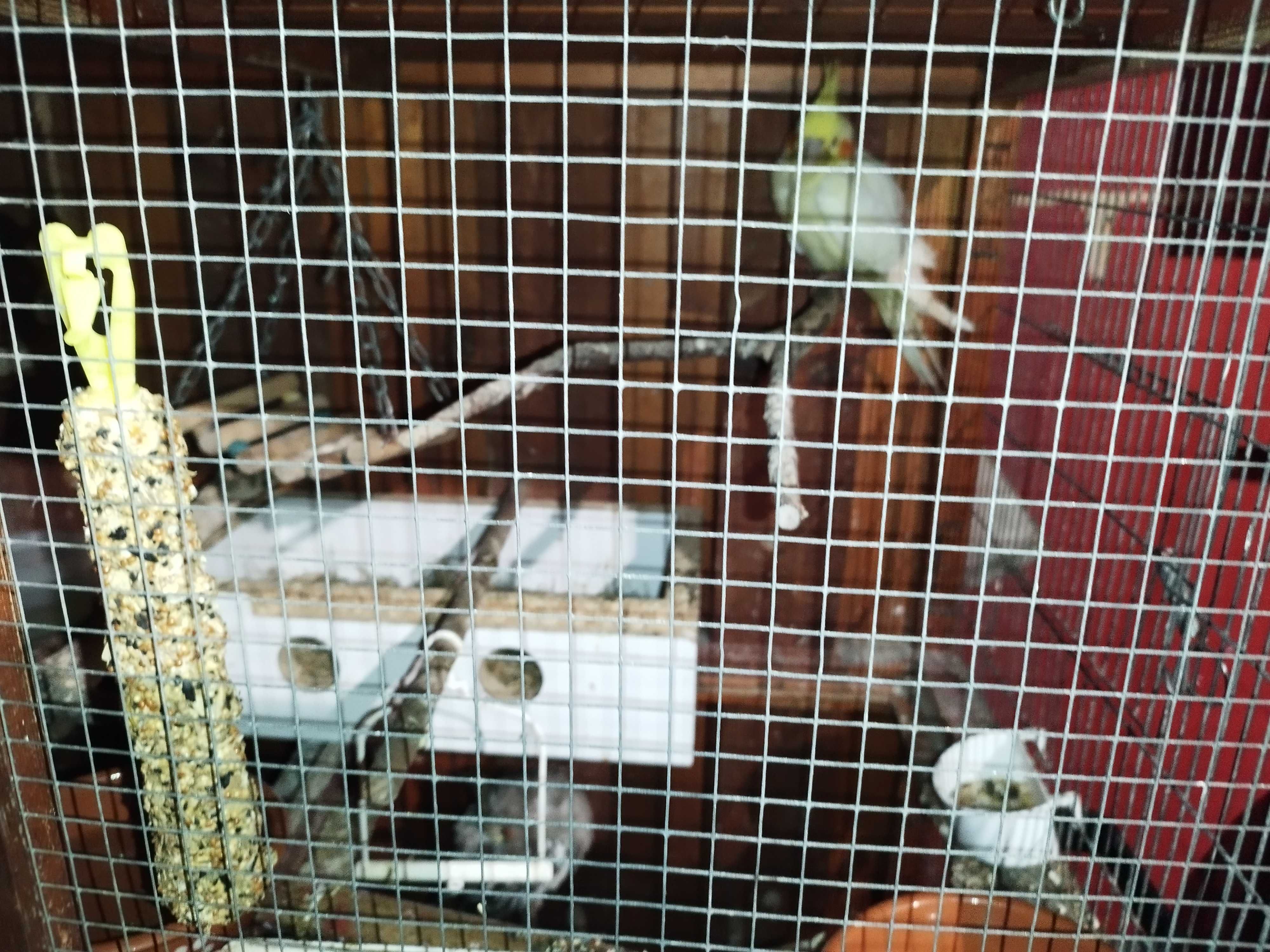 viveiro De Criação Aves