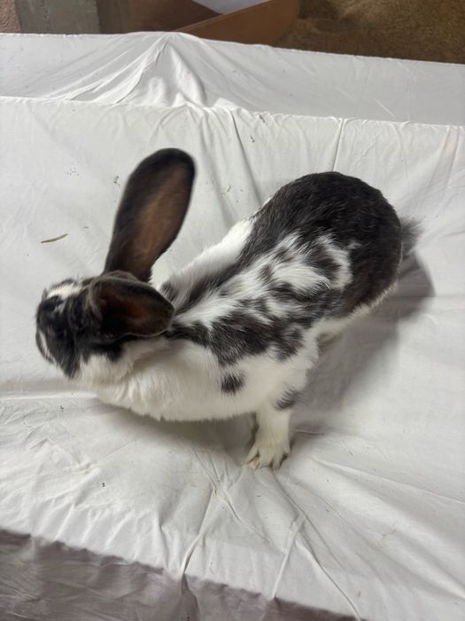 Samica królik króliki