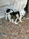 Collies um macho e uma fêmea