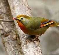 Casal rouxinóis do Japão anilhado