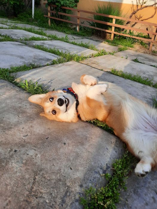 Вельш корги пемброк,девочка , 
натуральный  бобтейл.