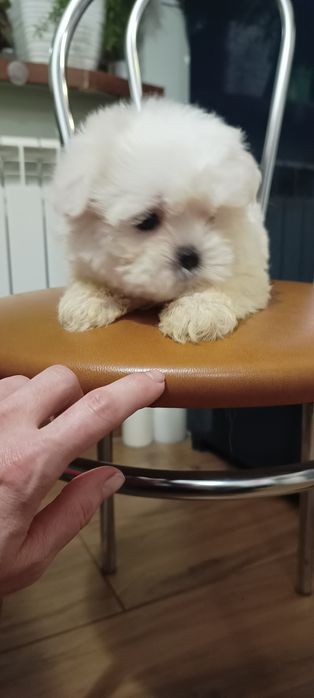 Suczka, mal shi, maltańczyk, shih tzu,