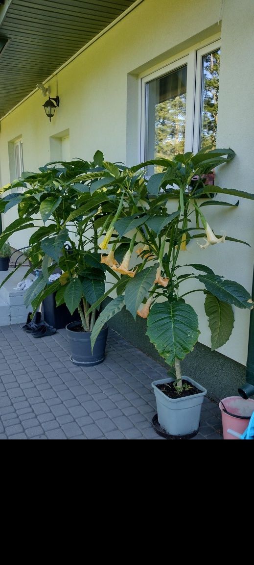 Datura Datura Datura