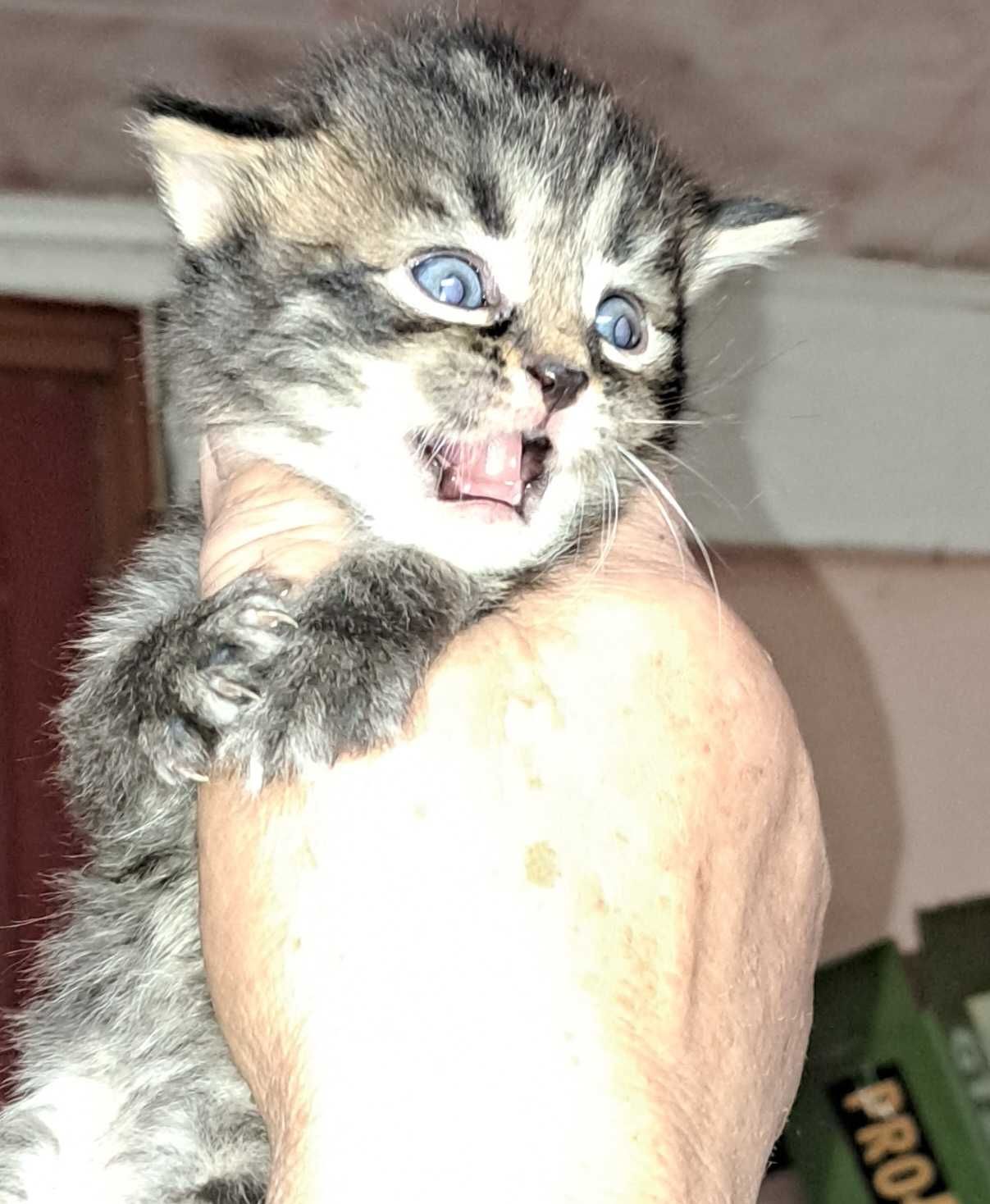 Кошинята Британці 1,5місяця.Шукають люблячу родину.