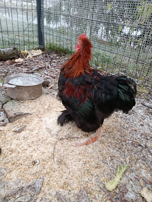 Kogut kochin miniaturowy karzełek z tego roku  zmieni kurnik