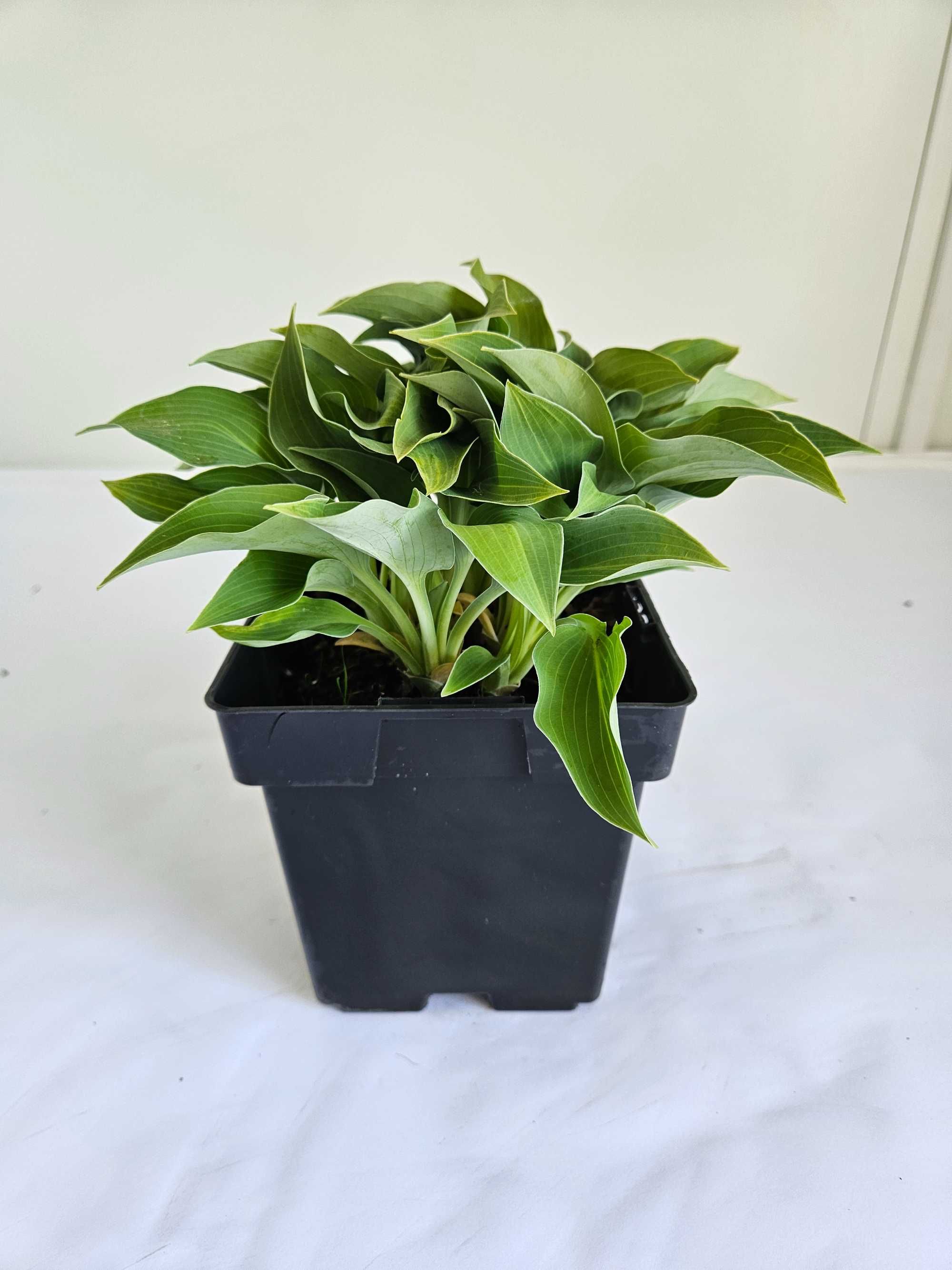 FUNKIA HOSTA  roślina do cienia  pojemnik 1L