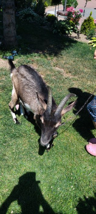 Młody koziołek, capek