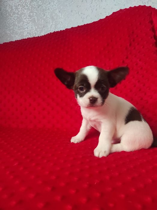 ЧУДО малыш чихуахуа!!!