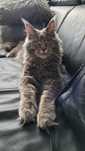 Niebieski classic Maine Coon FPL REPRODUKTOR Ruda Śl.
