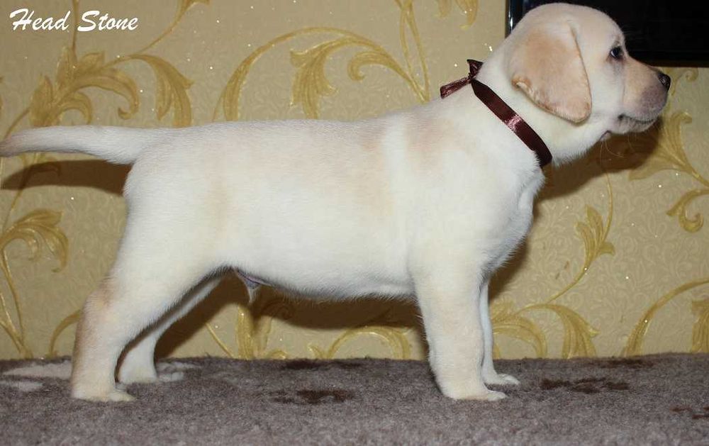 Щенки Лабрадора ретривера