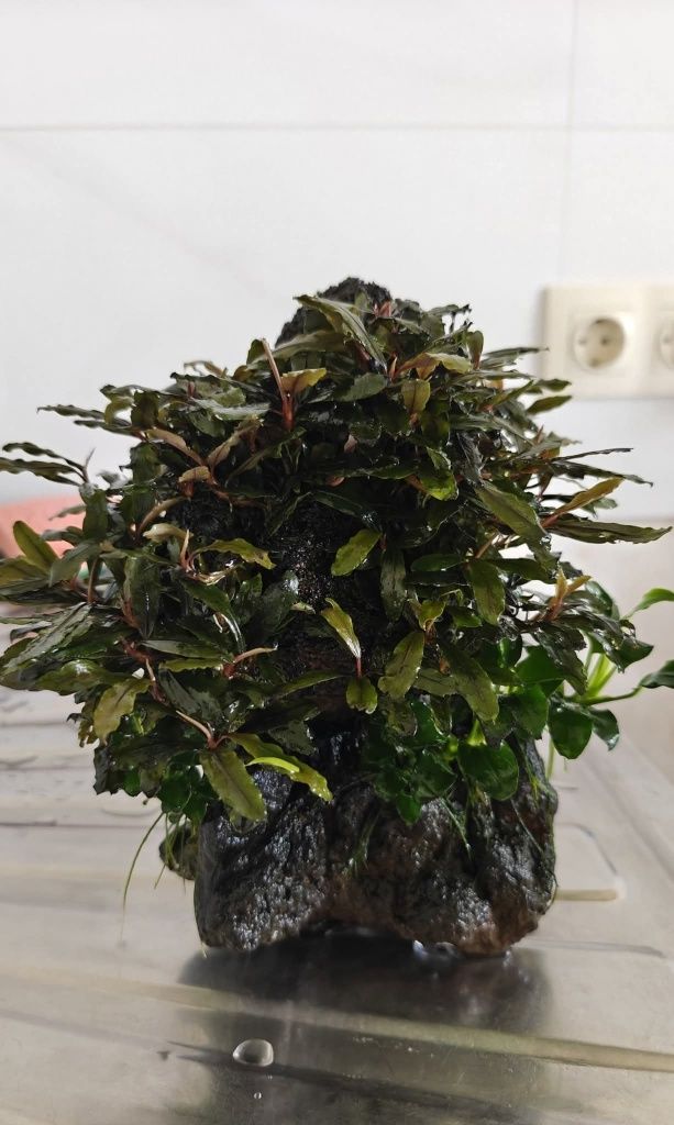 Акваріумна рослинка Bucephalandra sp. Kualakuayan