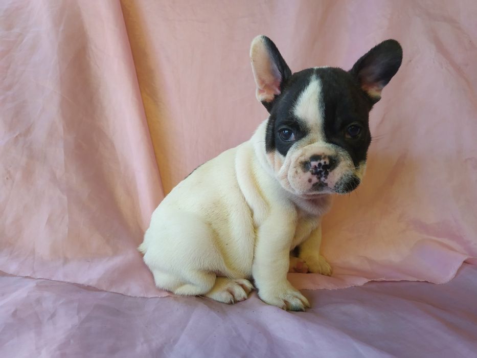 Французкие будьдоги белочерные -Бабочки 4 сыночка и 1 лапочка- дочка!!