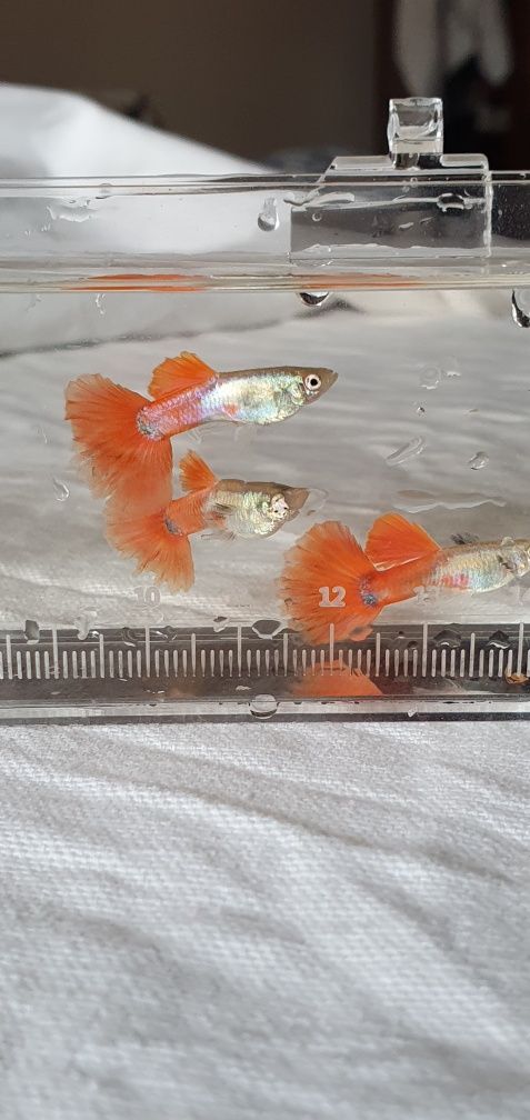 Guppys Platinum Redtail