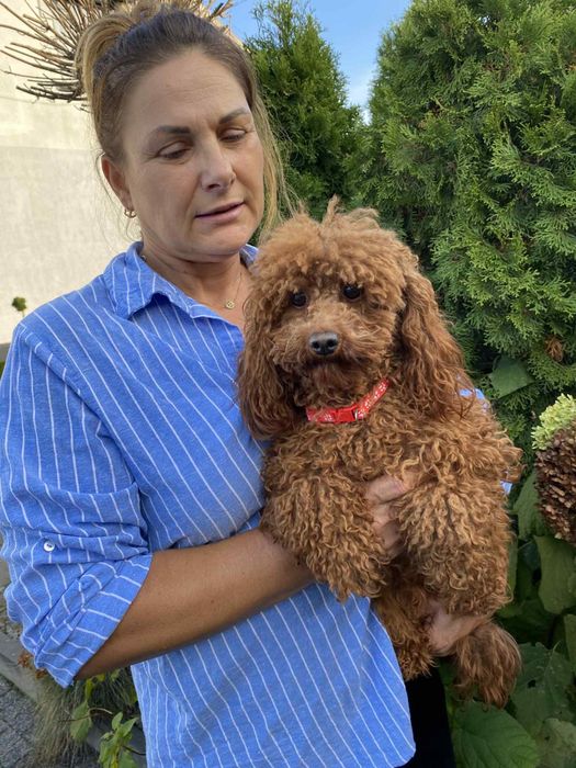Pudel Toy Mini dorosła suczka red brown z rodowodem