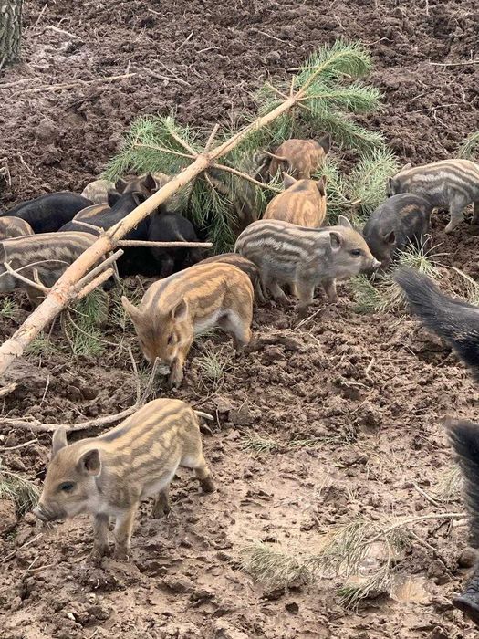 Продаються поросята