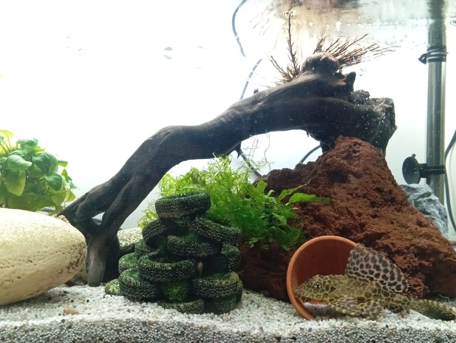 Plecostomus  leopardo