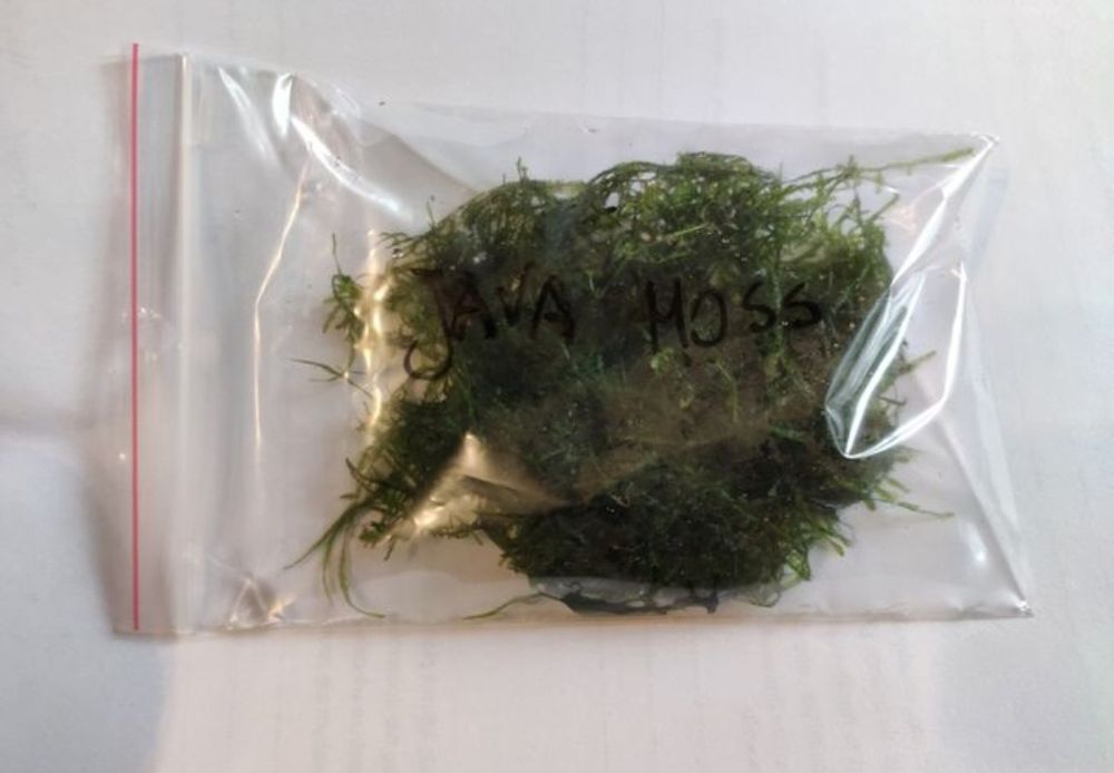 Mech akwariowy akwarium Java Moss Tajwan Tajwan Moss kępka