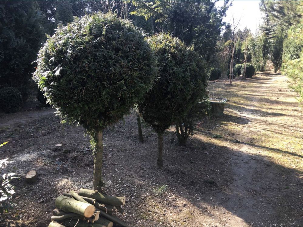 Thuja tuja szmaragd Ligustr Lipa Materiał szkółkarski Szkółka Krzewów