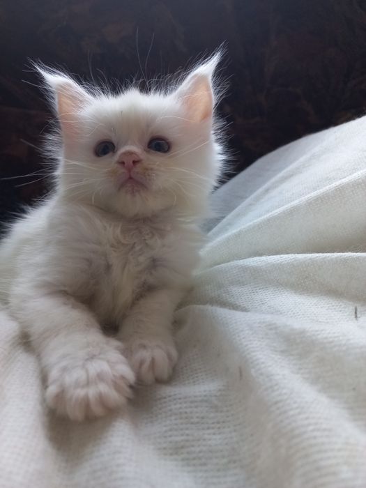 Biała kotka Maine Coon
