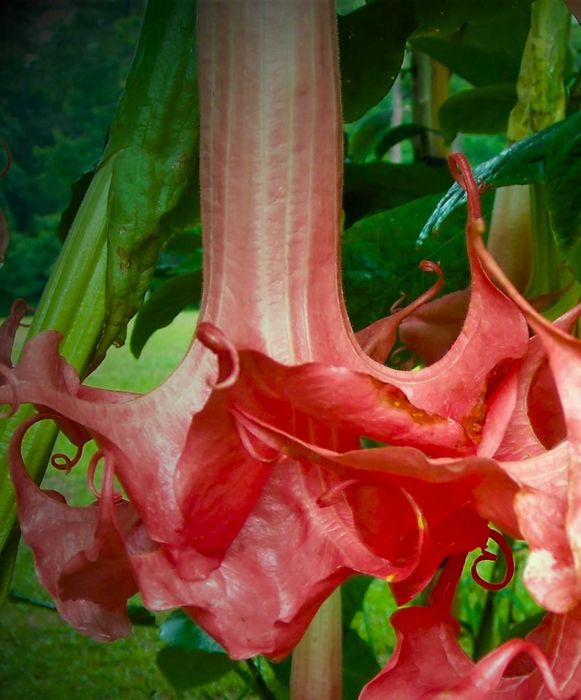 бругмансия крупномер цветущие