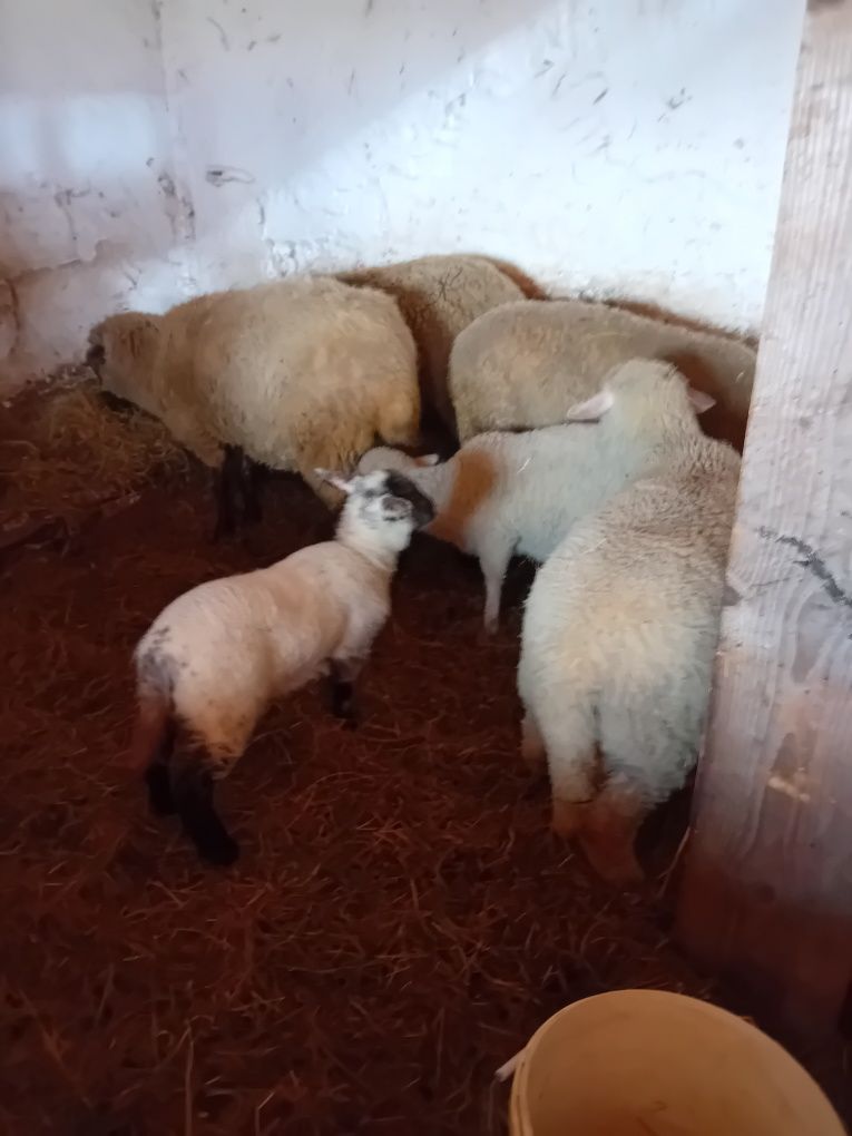 Jagnięta mięsne Owce z młodymi