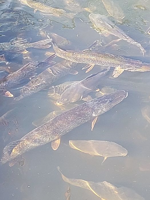 Narybek kroczek karp