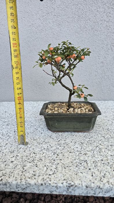 Pré bonsai Pyracantha