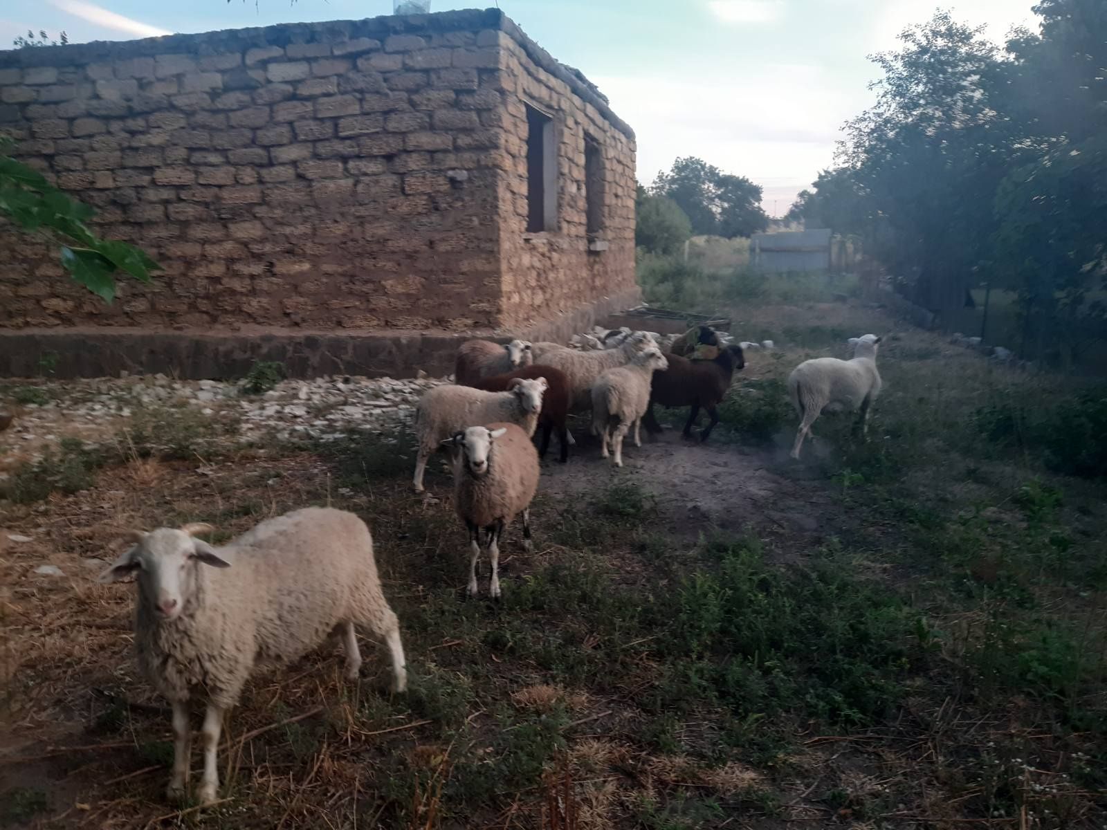 Продам молодих баранчиків