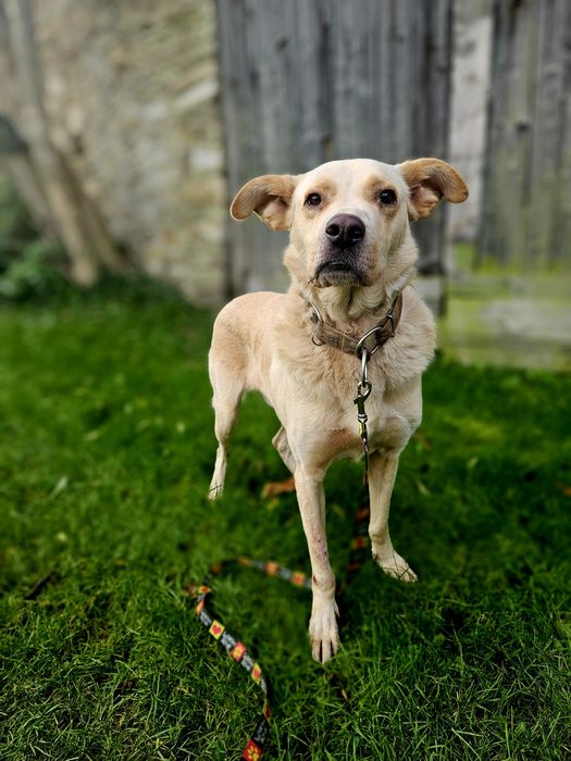 Brego z charakterem labradora szuka domu!
