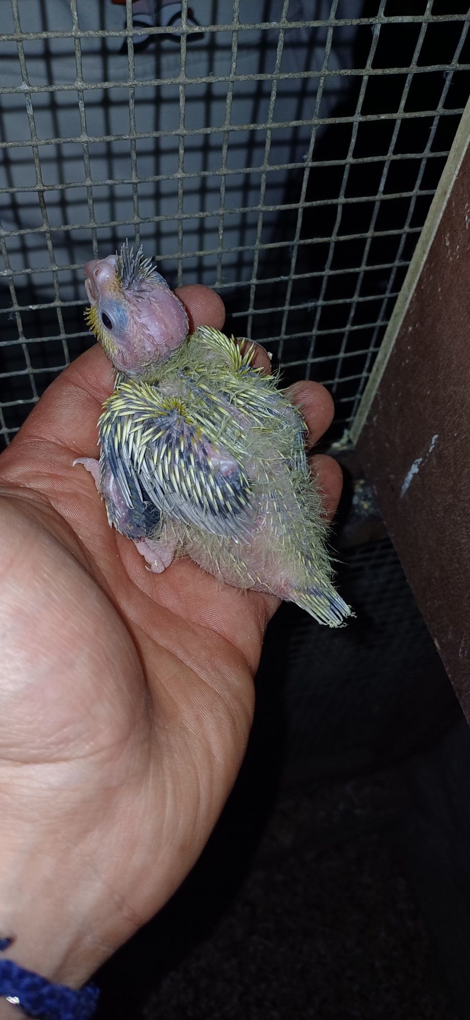 caturas para Criar  a mão