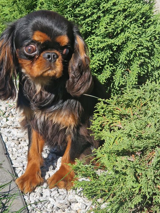 Sprzedam pieska Cavalier King  Charles