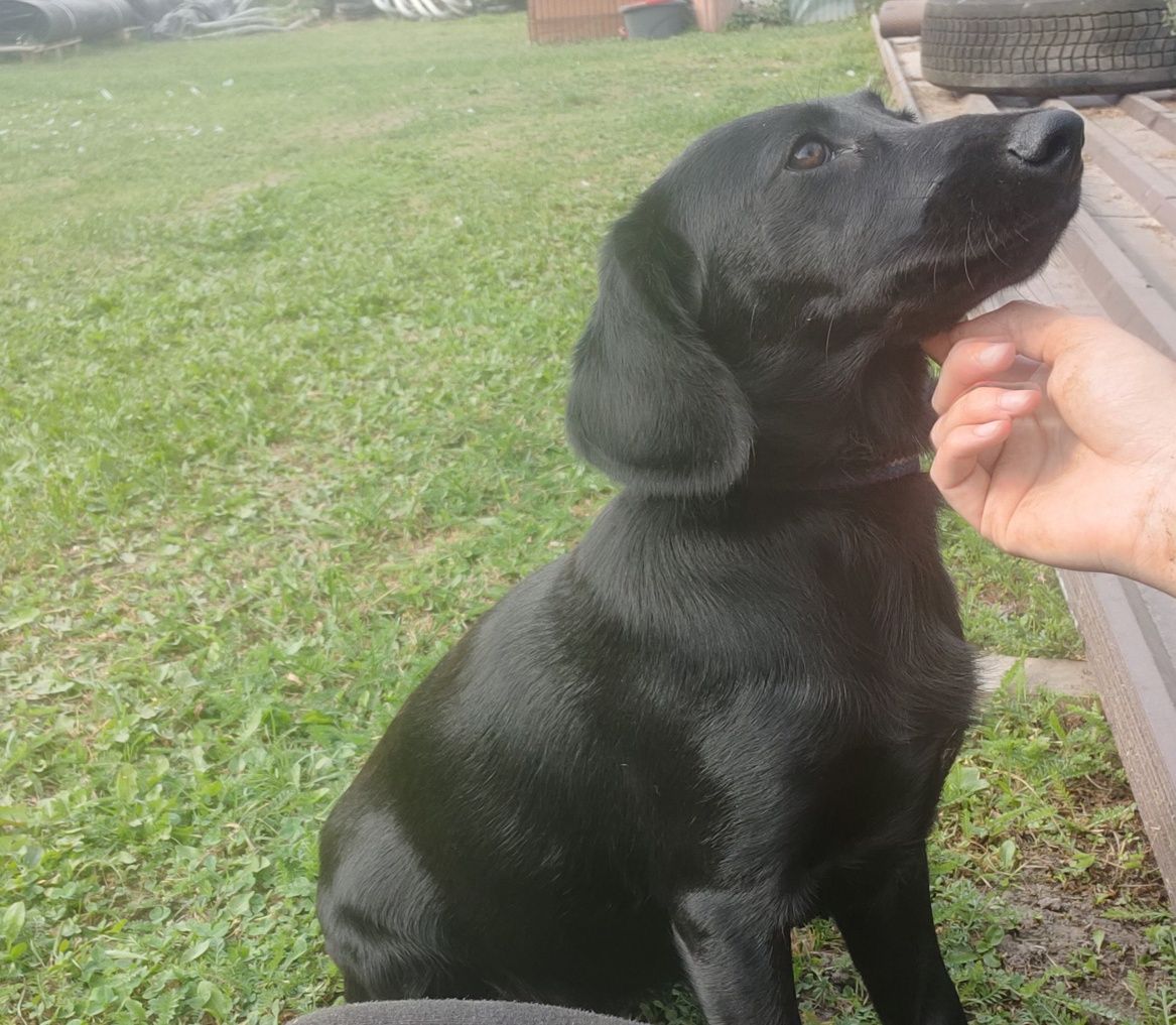 Szczeniak suczka mieszaniec labradora i Cocker spaniela