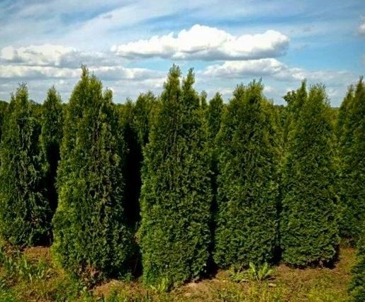 Tuja szmaragd, tuje od 80 do 250 cm! Thuja brabant do 270!