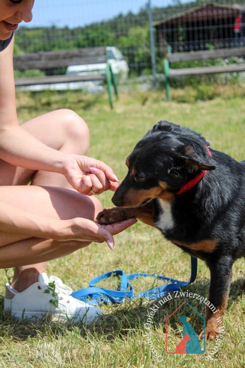 Śliczny tricolor, młody, przemiły i łagodny charakter POKOCHAJ