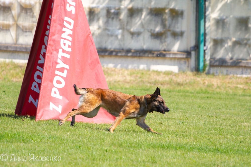 Дресирування собак, перетримка собак, послуги кінолога!