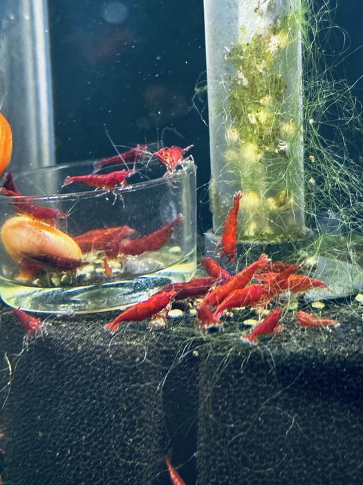 Krewetki Bloody Marry 10 sztuk