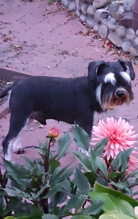 Річний хлопчик породи цвергшнауцер з документами КСУ