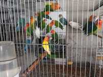 Lote de agapornis fichers