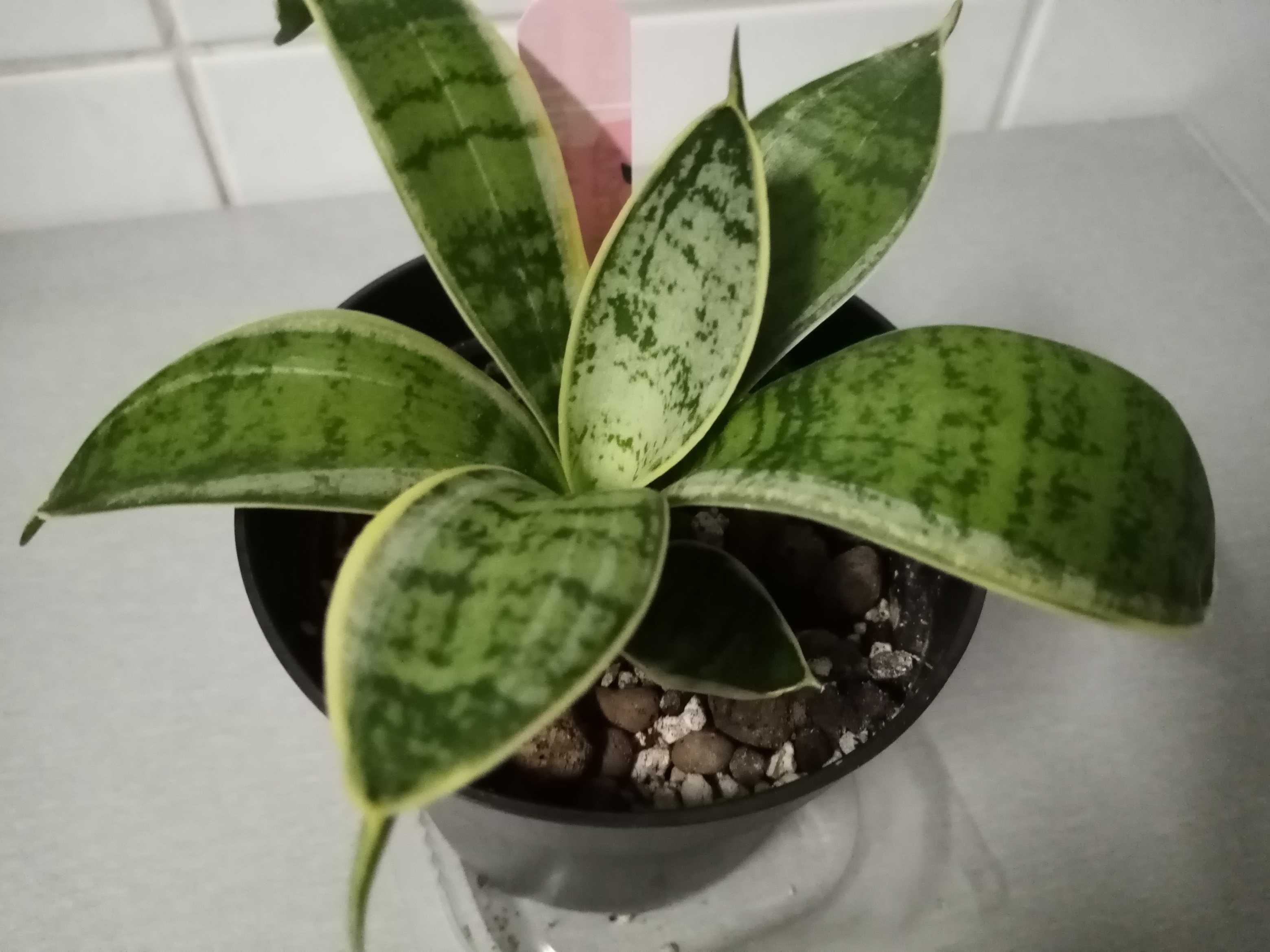 3. Sansevieria hahnii Silver Marginated - młoda sadzonka