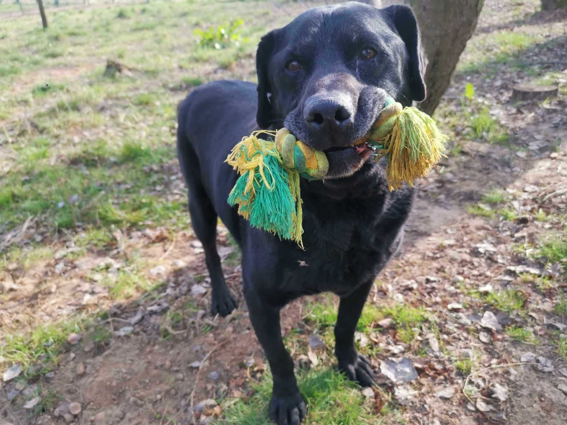 13 letni Celt w typie labrador-retrievera - schronisko